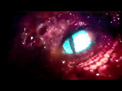 Neverwinter mod 22 sneak peek! Dragons!