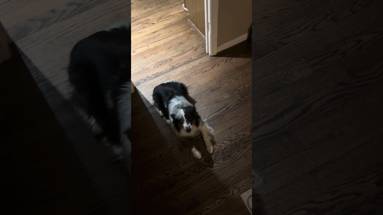 ROBIN, a ADOPTABLE Australian Shepherd in Reston, VA video 4/6