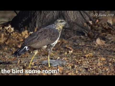 Great Black Hawk Yells at its Food - Maine December 2018