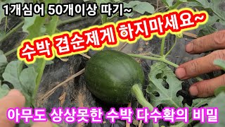 수박 곁순제거 하지마세요  아무도 상상못한 다수확의 비밀 1개심어 50개이상 따기~애플수박 순지르기,적심,재…