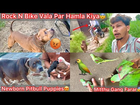 Raftar Ki Vjh Se Rock N Hamla Kiya Bike Vala Par😨Newborn Pitbull Puppies😍Mitthu Gang Farar Cage Se🦜