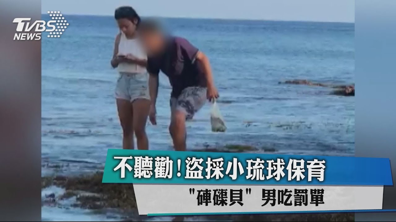 不聽勸!盜採小琉球保育硨磲貝 男吃罰單