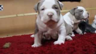 chiot American bully a vendre !