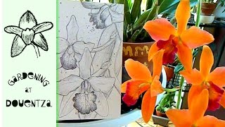 Rare Orchid Unboxing With Surprises & A Drawing