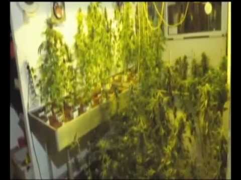 ganjaman kaye styles ft dollarman