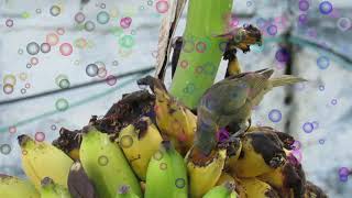 Baião da Penha Caetano Veloso