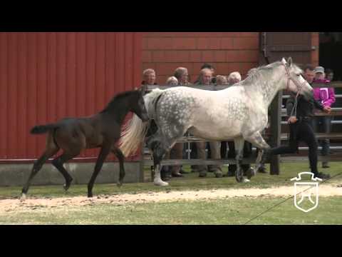 A322 Stutfohlen von Cornet Obolensky   Cassini I   Contender