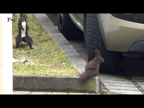 Eichhörnchen Frühlingsgefühle