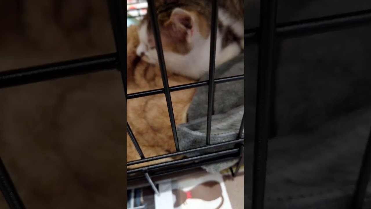 レイクタウン譲渡会その2