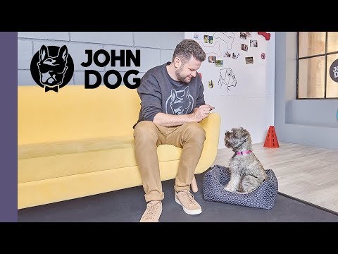 Jak mądrze wychować szczeniaka? – TRENING – JOHN DOG