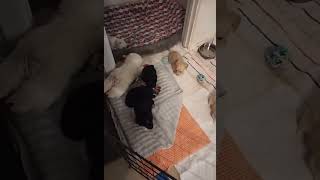 Video preview image #1 Chihuahua-Unknown Mix Puppy For Sale in Grafton, WI, USA