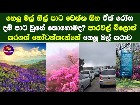 නෙලූ මල් නිල් පාට වෙන්න ඕන ඒත් රෝස දම් පාට වුනේ කොහොමද? නෙලූ මලේ සැඟවුන කථාව nelu flower