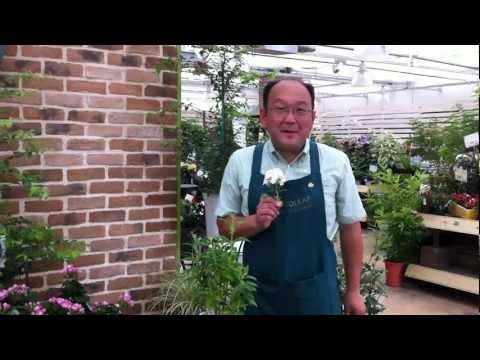 園芸 フロックス 春の夜明け