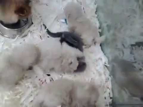 Little scottish fold and dogs are playing together