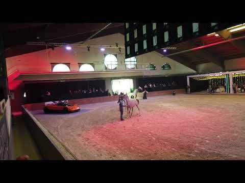 AL AALIA AL WAAB . NASSER AL RAYYAN  & SALMA AL WAAB  "Straight Egyptian World Championship 2021"