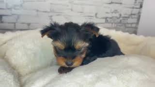 ヨークシャーテリアの動画01