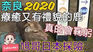 [遊記]2020奈良賞鹿 療癒又有禮貌的鹿-很會鞠躬!