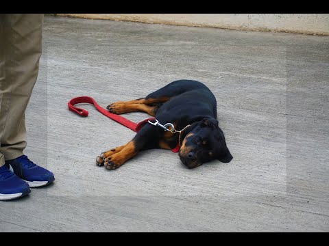 Training a Rottweiler and testing him!!