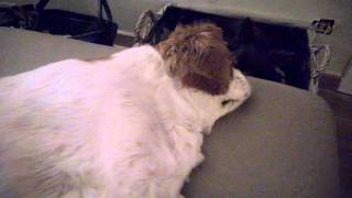 Dog is supersnoring - luid snurken