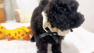 トイプードルの動画02