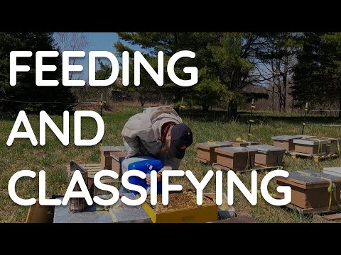 Feeding And Classifying A Pallet Of Hives