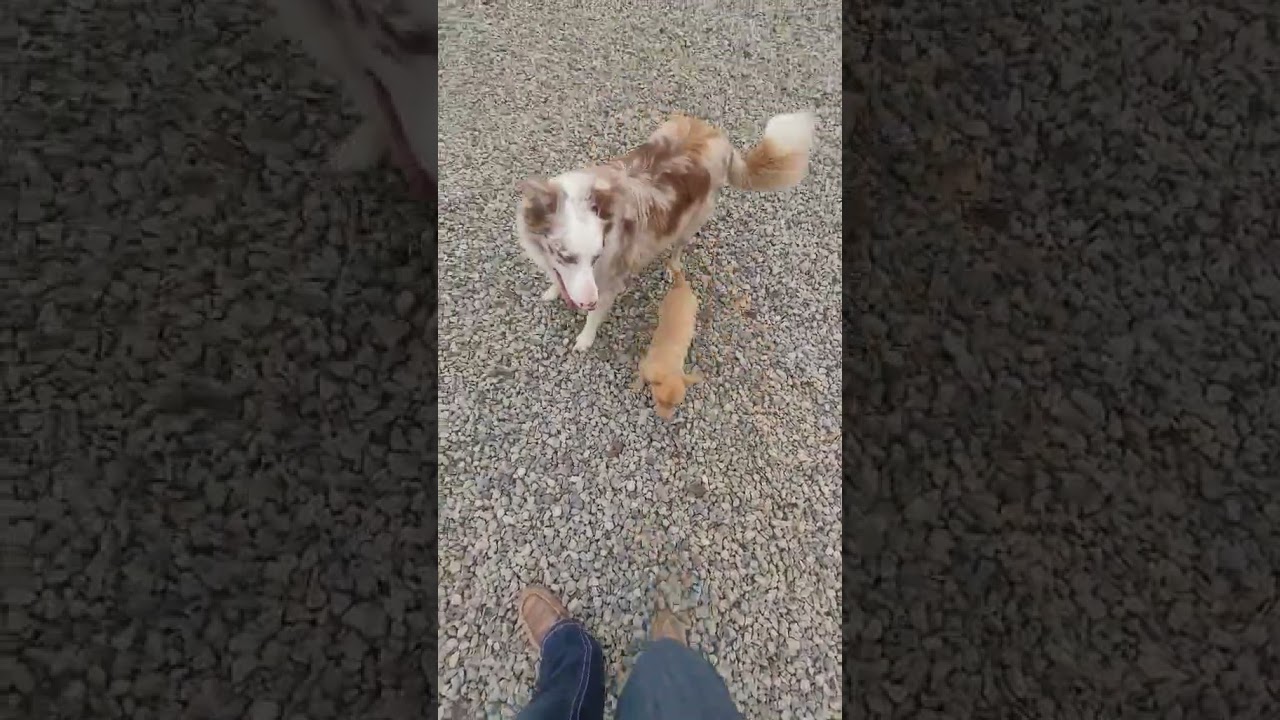 Pip, a Adoptable Chihuahua in Fresno, CA video 2/6