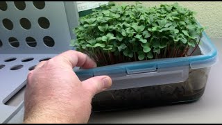 Can worms improve hydroponic microgreens?