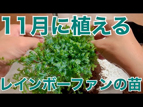 ジュエルシダ、レインボーシダ 植物