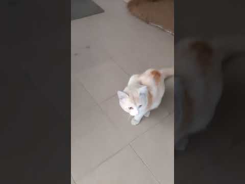 healthy  white  cat by Nargis Huda