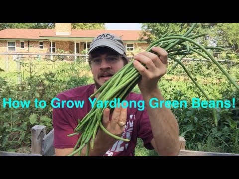 How to Grow Yardlong Beans! Green Beans that Grow Over a Foot Long!