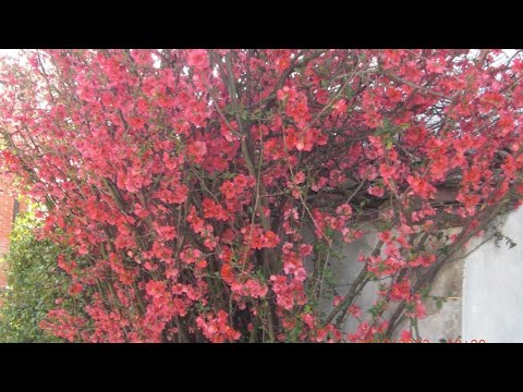 Casa Rina, Lucca, Italy