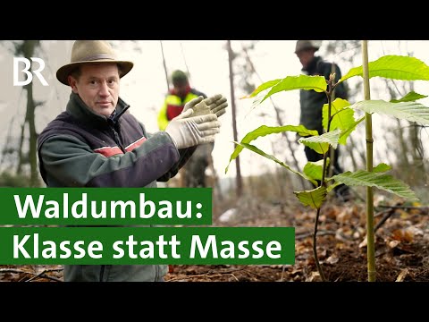 Nelderrad: Bäume im Kreis pflanzen - was bringt das? | Wald der Zukunft | Unser Land | BR
