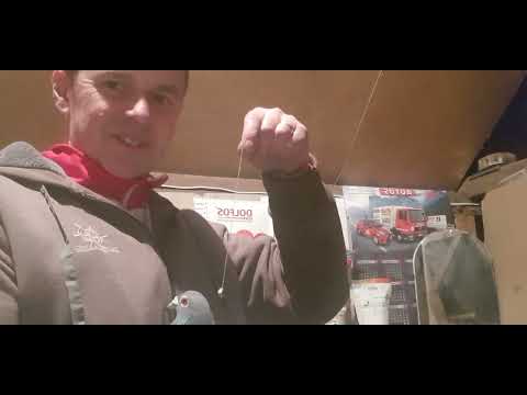 Samiec czy samiczka? Jak rozpoznać i ustalić płeć gołębia