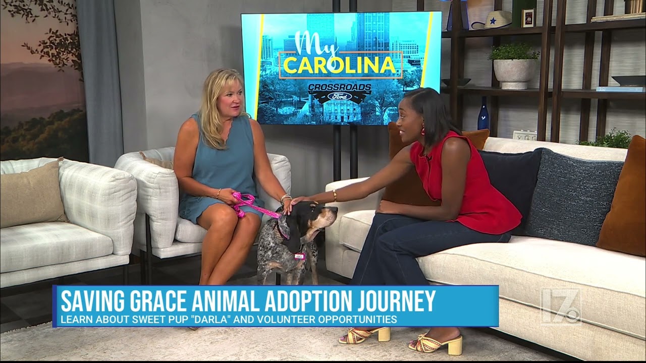 Enlarge Darla, a Adoptable Bluetick Coonhound in Wake Forest, NC video 6/6