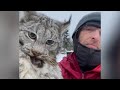 Farmer Lectures A Lynx After It Attacked His Chicken Coop In British Columbia