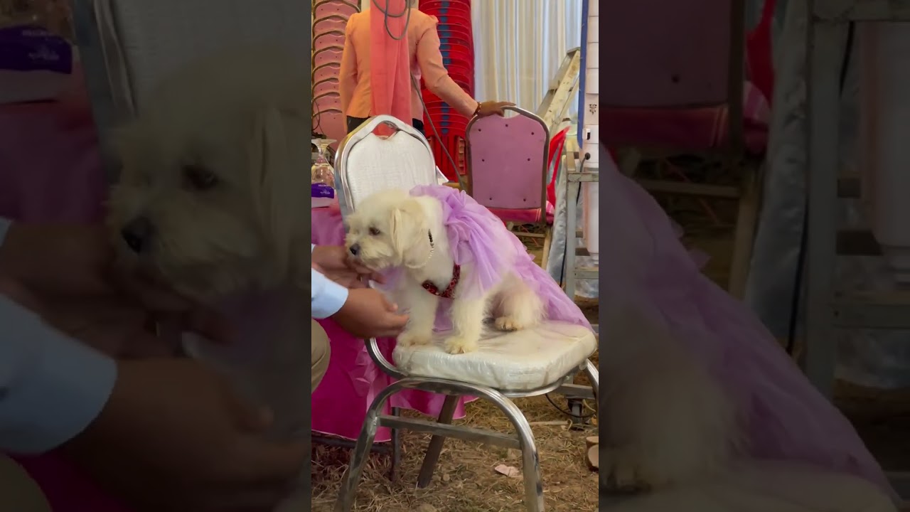 わあ、彼女はとてもかわいいですね#大型犬のいる生活 #puppy #pets