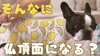 初めての術後着に戸惑うフレブル😂