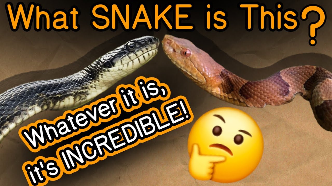 What Snake is This? Whatever it is, it's INCREDIBLE!