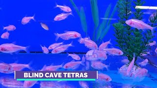 Music video thumbnail preview for Blind Cave Tetras: The Fish That Sees with Its Mouth 👁️➡️👄 by The Muffins
