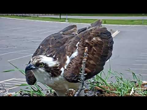 Iris Tussles With A Stick, Eyes A Visitor At Hellgate Osprey Nest – June 11, 2020