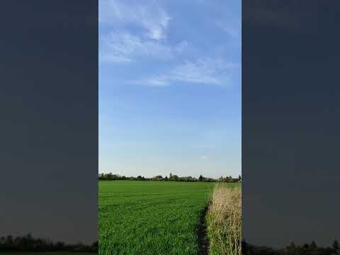 Śpiew skowronka nad polami - 4 maja 2022 #shorts
