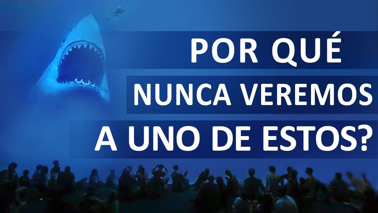 POR QUÉ NINGÚN ACUARIO POSEE UN TIBURÓN BLANCO