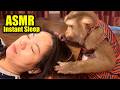 ASMR For People Who NEED Instant Sleep Real Monkey Grooming Tapping No Talking