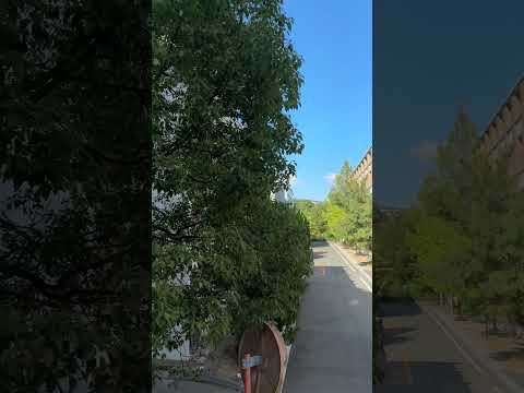 See Kobe U - うりぼーロード / Uribo Road