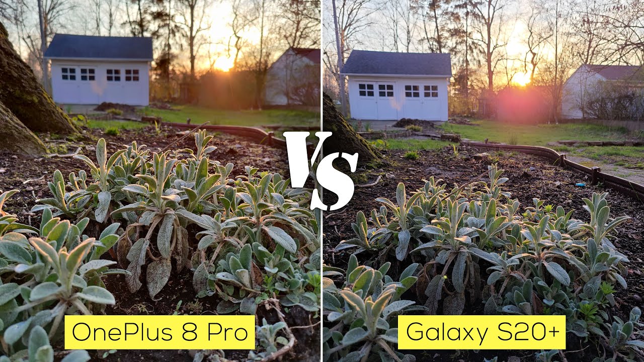 OnePlus 8 Pro versus Galaxy S20 Plus camera comparison