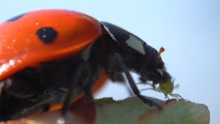 How do ladybugs eat aphids?