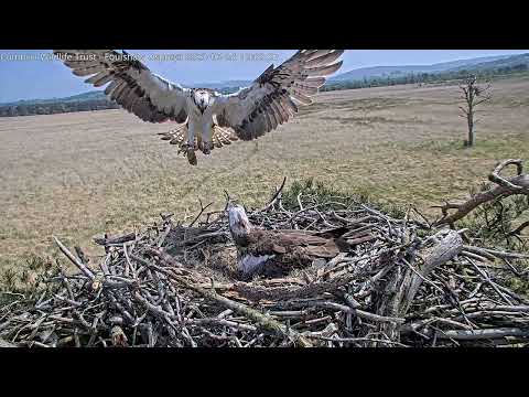 Feeding time for newly hatched Foulshaw Osprey chicks 240523 at 1215pm (Chick 2 hatched 722am.)