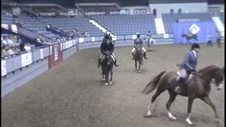 Righton the Money Arabian Hunter Pleasure