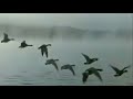Talk Talk - Inheritance (Music Video - Remastered)