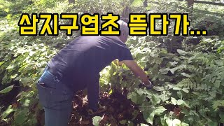 삼지구엽초 뜯다가..후...ㅠㅠ